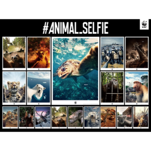 D&AD Awards 2019受賞報告：ADKクリエイティブ・ワンとCHERRYが携わったWWF Japan の#ANIMAL_SELFIEがグラファイトペンシルを受賞